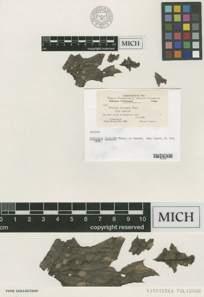 Vibrissea foliorum image