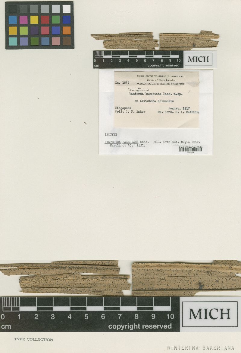 Astrosphaeriella bakeriana image