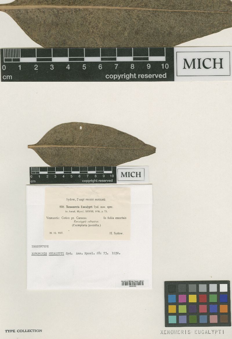 Xenomeris eucalypti image