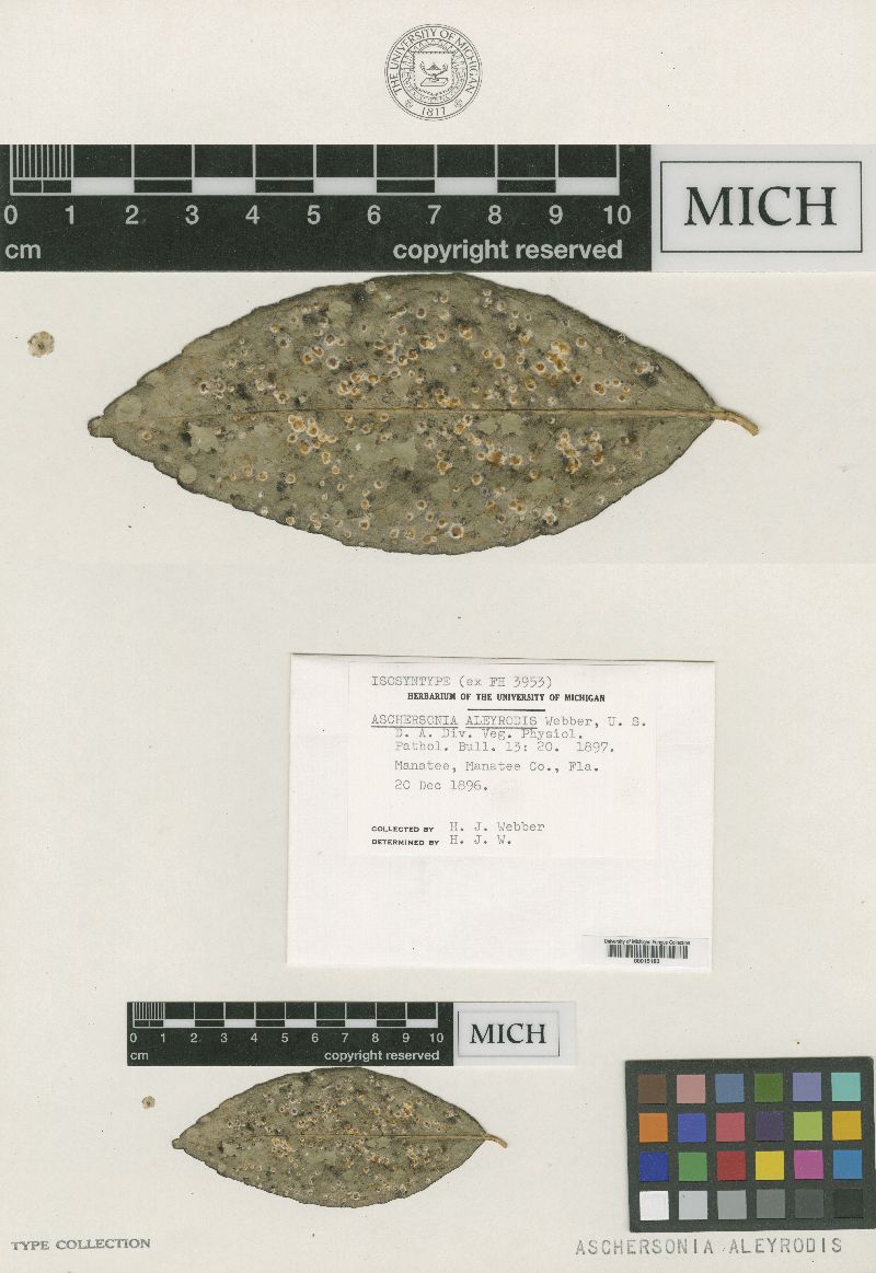 Aschersonia aleyrodis image
