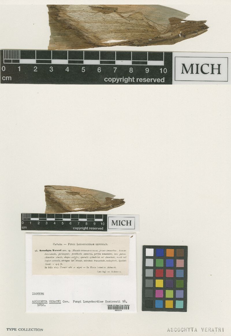 Ascochyta veratri image