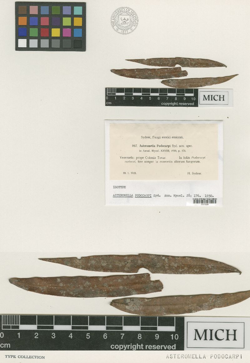 Asteromella podocarpi image
