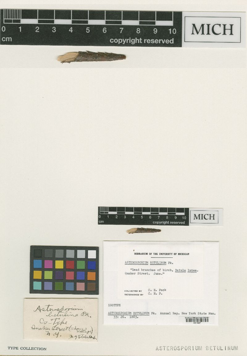 Asterosporium betulinum image