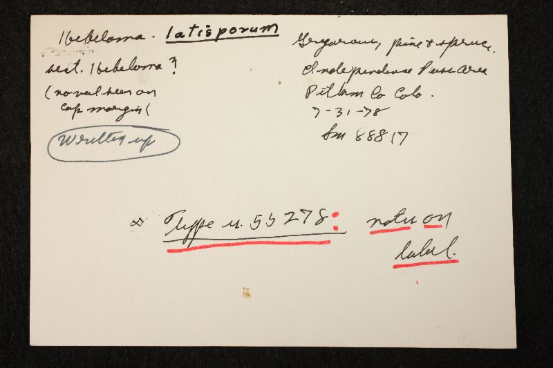 Hebeloma latisporum image