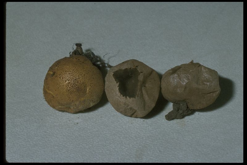 Lanopila bicolor image