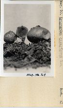 Lycoperdon cepaeforme image