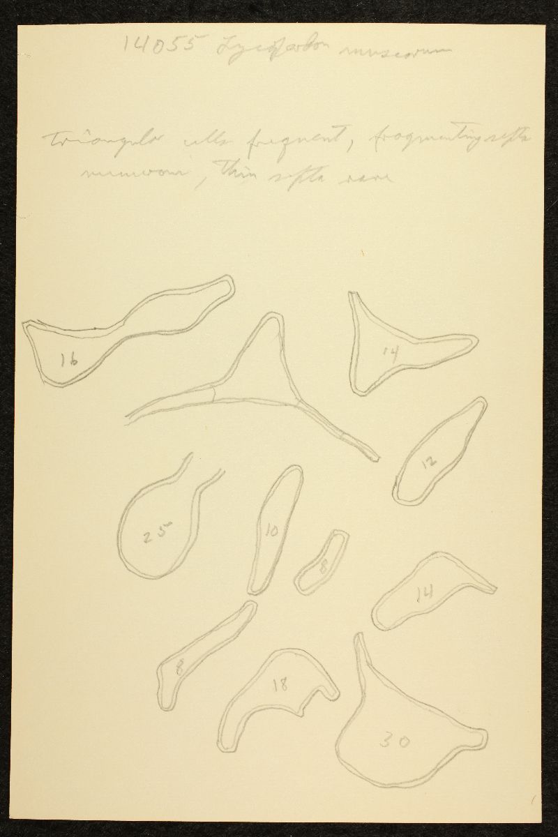 Lycoperdon ericaeum var. subareolatum image