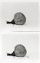 Lycoperdon nigrescens image