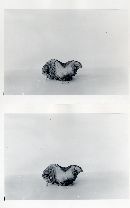 Chroogomphus albipes image