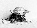 Lycoperdon marginatum image