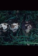 Lycoperdon marginatum image