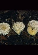 Lycoperdon pulcherrimum image