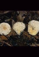 Lycoperdon pulcherrimum image