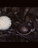 Lycoperdon pulcherrimum image