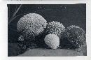 Lycoperdon pulcherrimum image