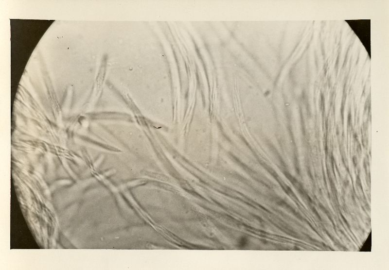 Cordyceps michiganensis image