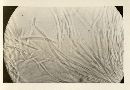 Cordyceps michiganensis image