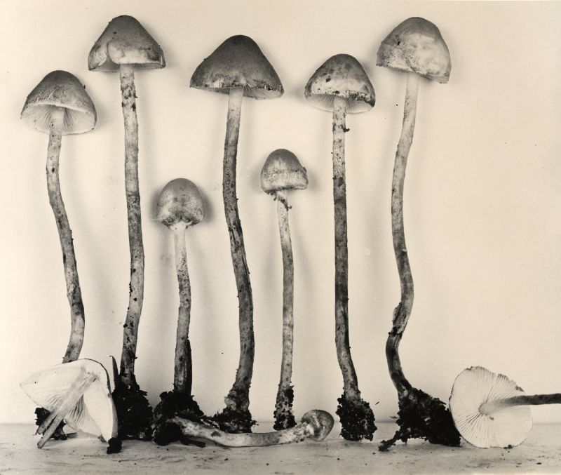 Cystolepiota bucknallii image