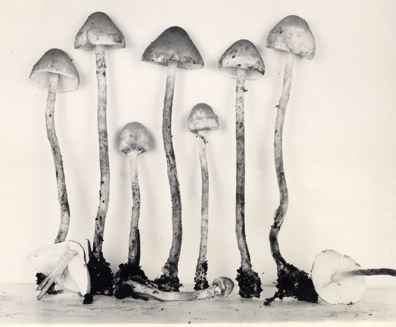 Cystolepiota bucknallii image