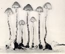 Cystolepiota bucknallii image