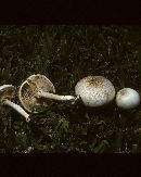 Agaricus pocillator image