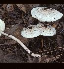 Lepiota sanguiflua image