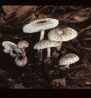 Lepiota sanguiflua image