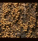 Xeromphalina kauffmanii image