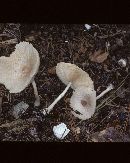 Leucocoprinus longistriatus image