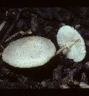 Chlorophyllum humei image