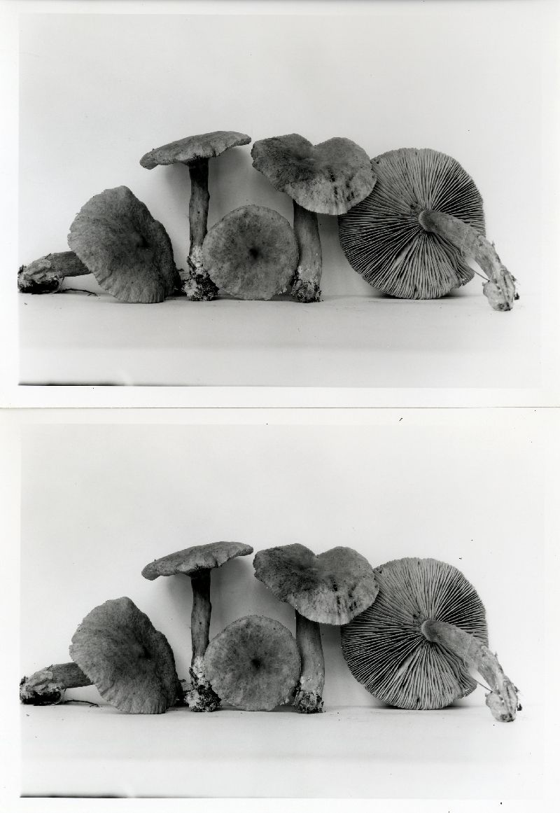 Lactarius areolatus image
