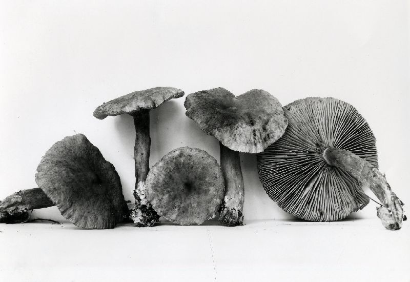 Lactarius areolatus image