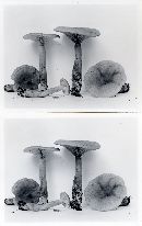 Lactarius areolatus image