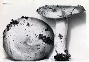 Lactarius argillaceifolius image