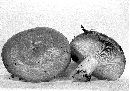 Lactarius argillaceifolius image