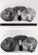 Lactarius argillaceifolius var. argillaceifolius image