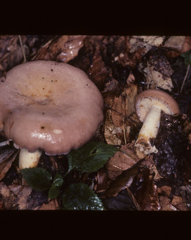 Lactarius argillaceifolius var. dissimilis image