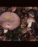 Lactarius argillaceifolius var. dissimilis image