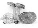 Lactarius atrobadius image