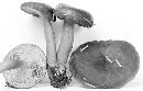 Lactarius atrobadius image