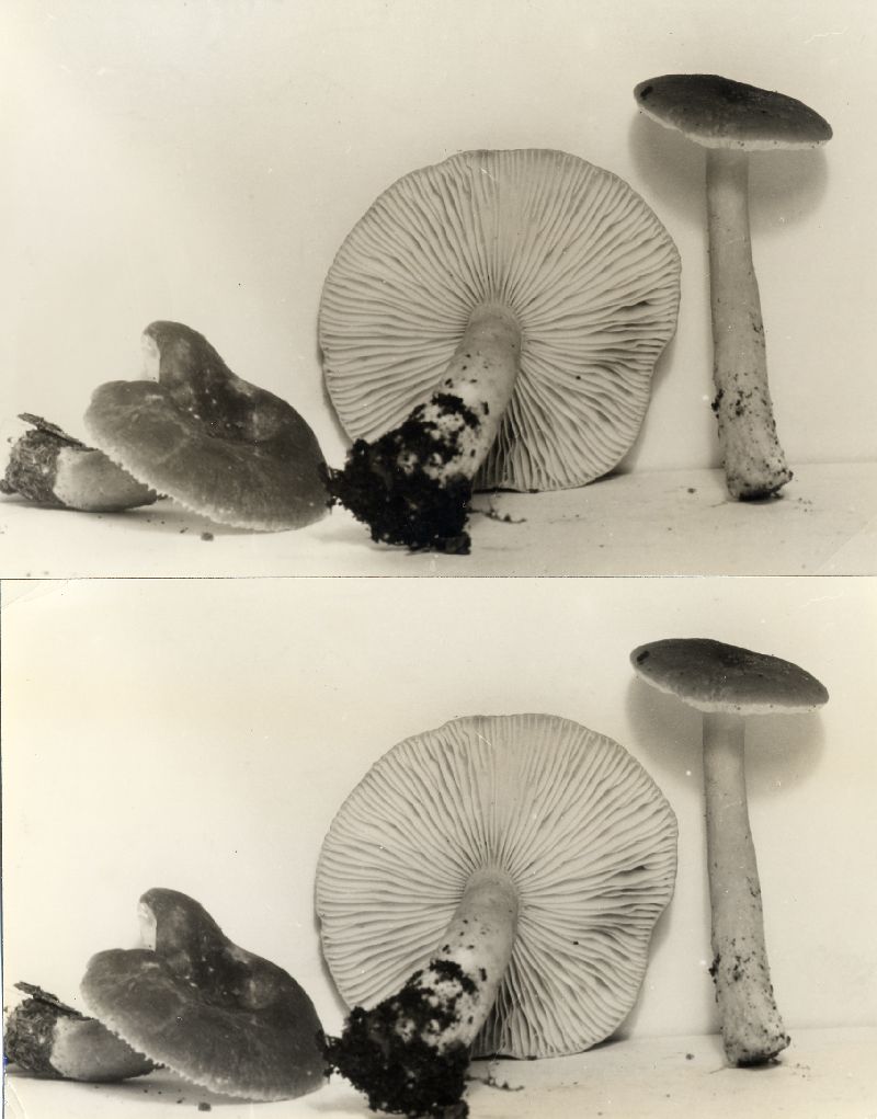 Lactarius azonites var. azonites image