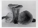 Lactarius badiopallescens image