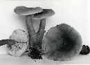 Lactarius badiopallescens image