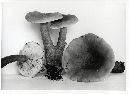 Lactarius badiopallescens image