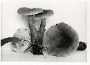 Lactarius badiopallescens image