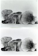 Lactarius badiopallescens image