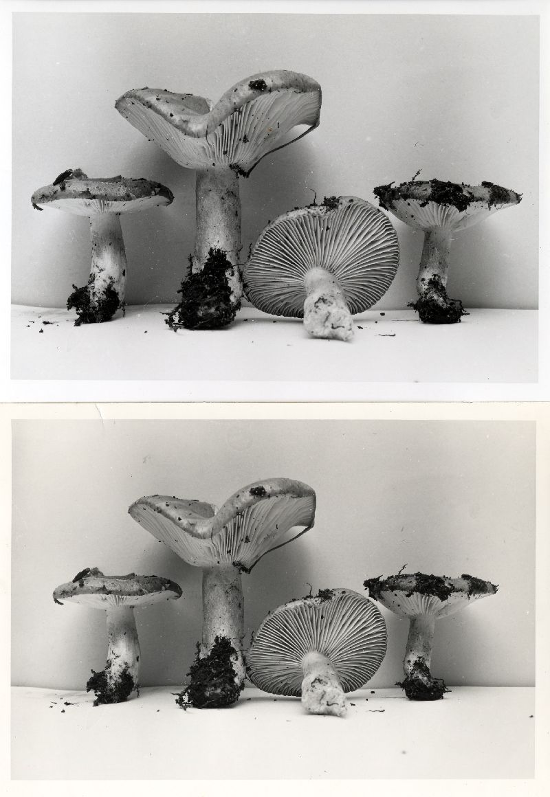 Lactarius caespitosus image