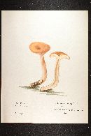 Lactarius camphoratus image