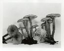 Lactarius carbonicola image