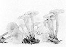 Lactarius carbonicola image
